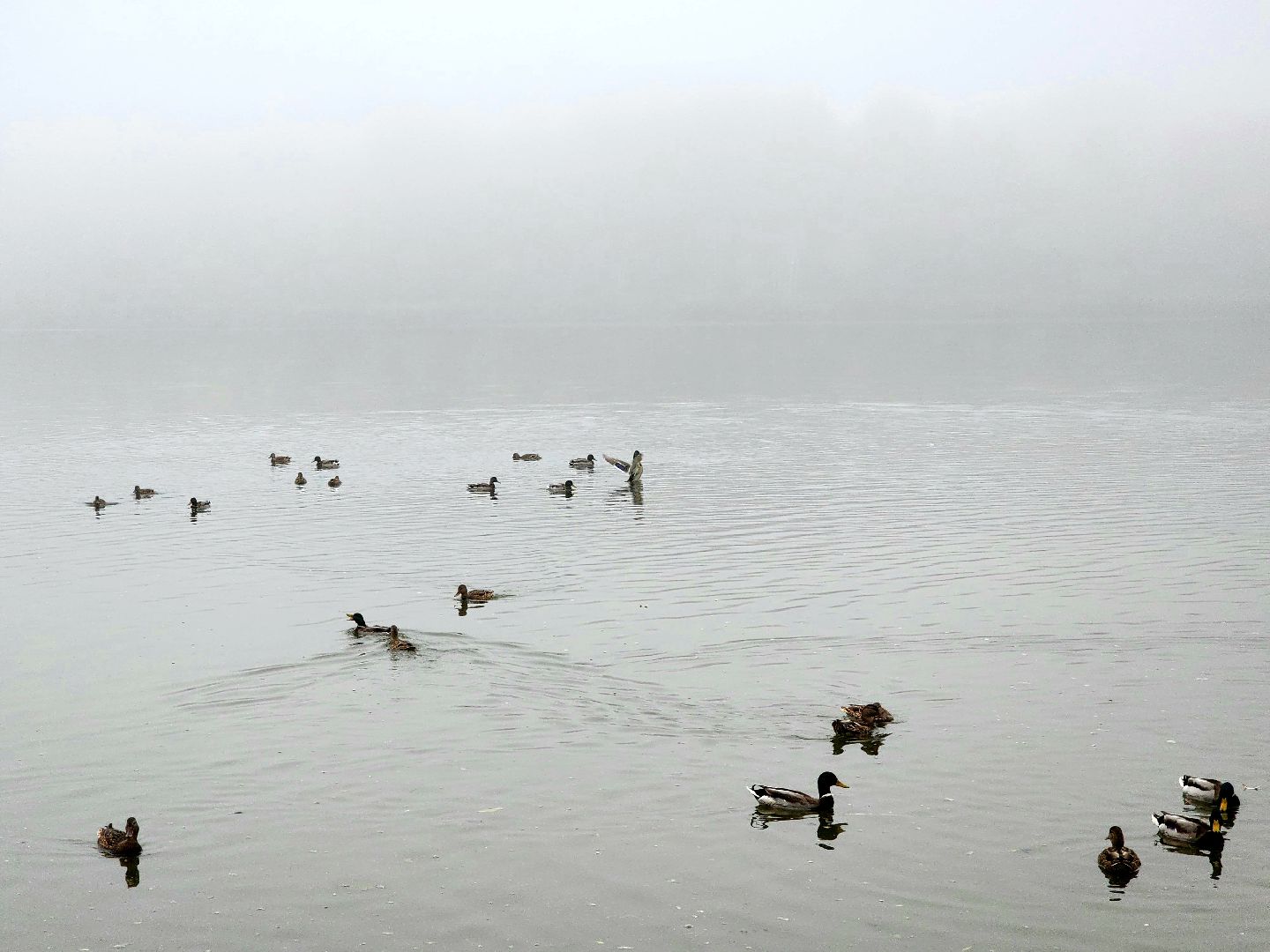 солнечногорск, сенеж , осень, туман, озеро,
