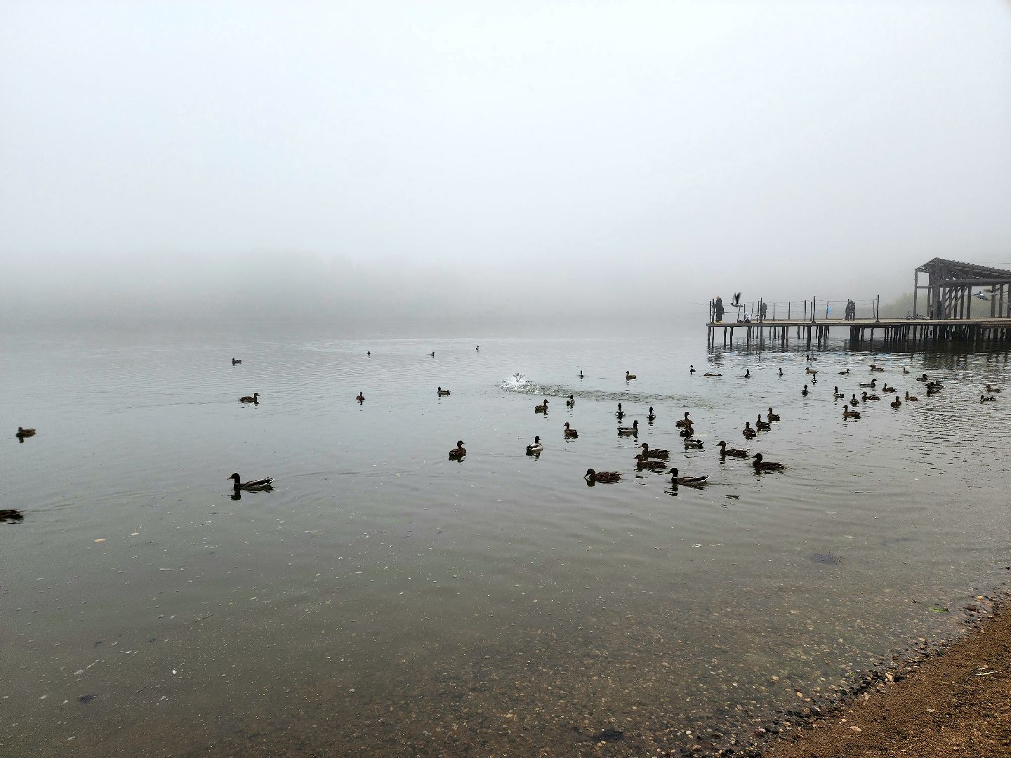 солнечногорск, сенеж , осень, туман, озеро,