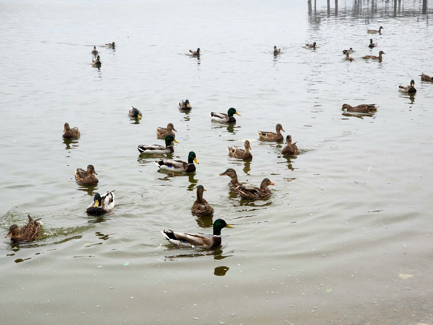 солнечногорск, сенеж , осень, туман, озеро,