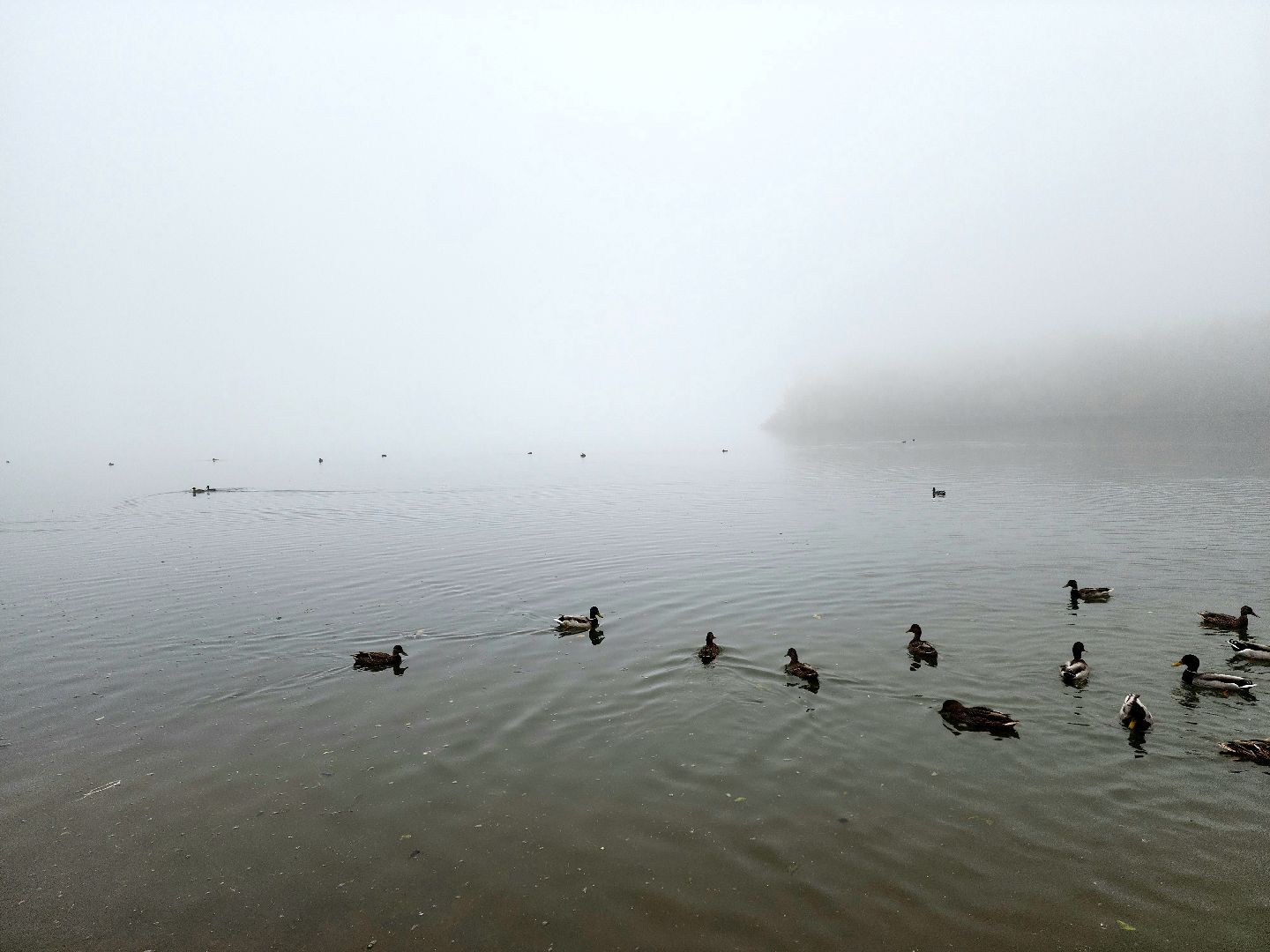 солнечногорск, сенеж , осень, туман, озеро,
