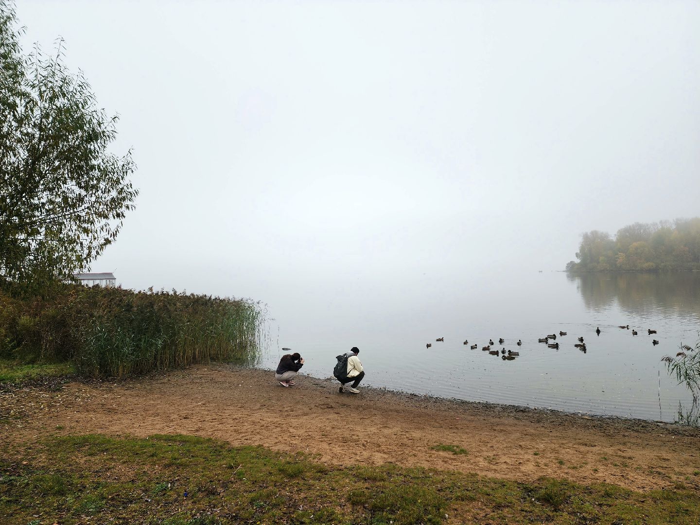 солнечногорск, сенеж , осень, туман, озеро,