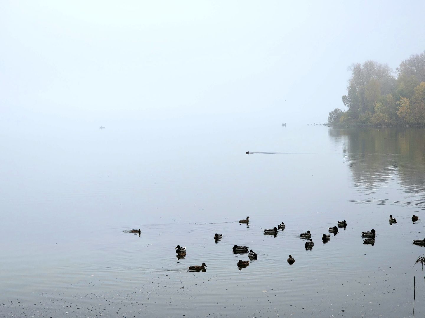 солнечногорск, сенеж , осень, туман, озеро,