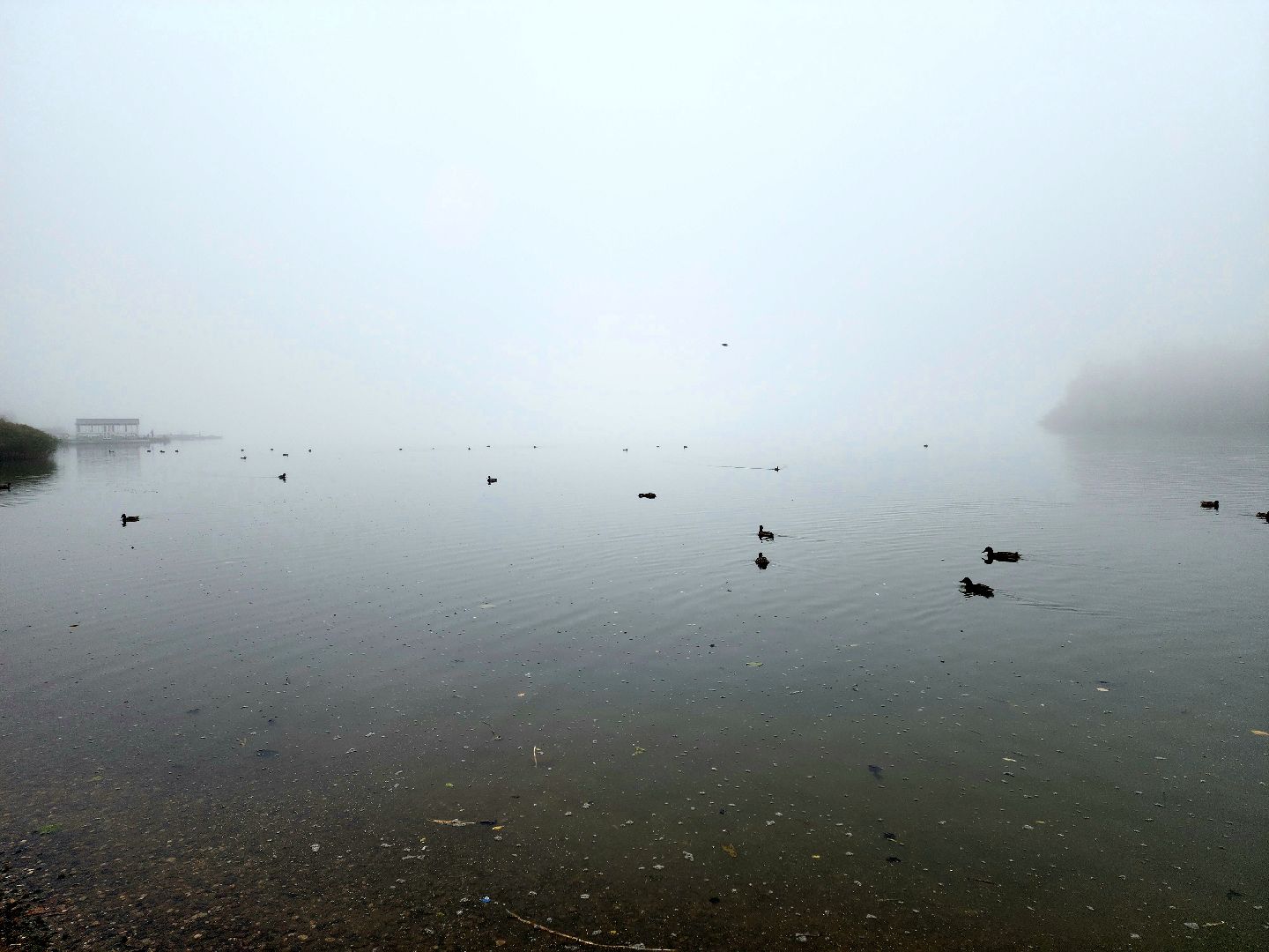 солнечногорск, сенеж , осень, туман, озеро,