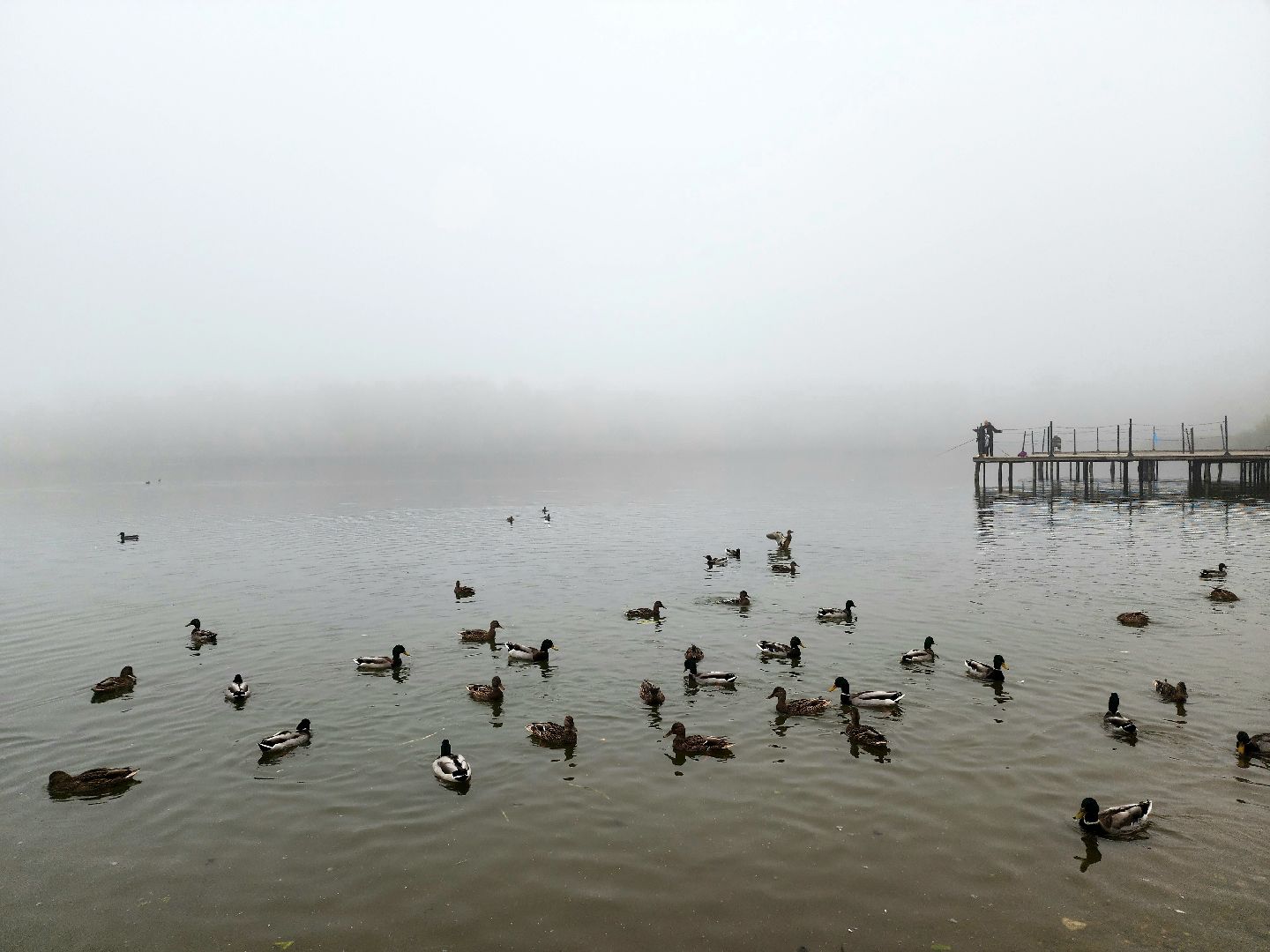 солнечногорск, сенеж , осень, туман, озеро,