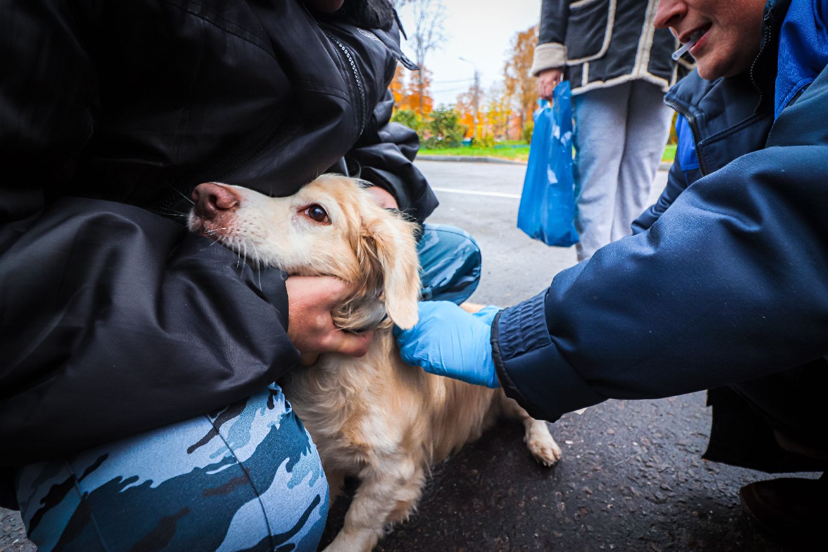 клин, общество, медицина, вакцинация животных, осень, ветеринары,