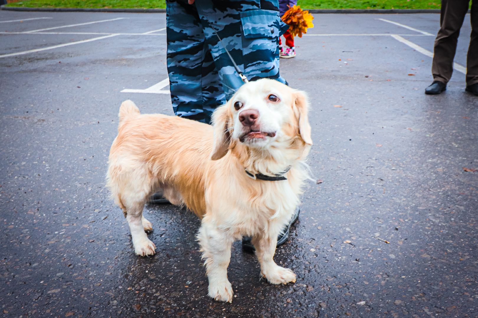 клин, общество, медицина, вакцинация животных, осень, ветеринары,