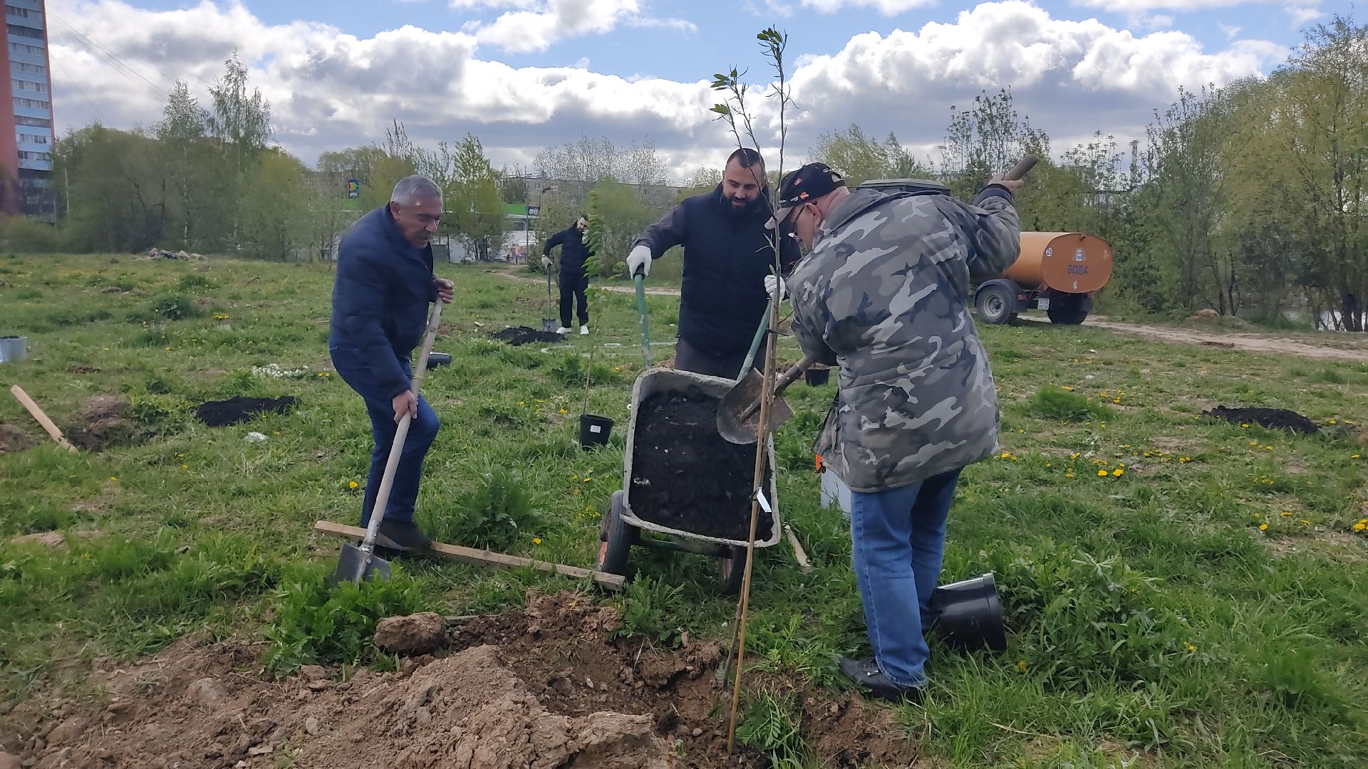 Лобня, дерево, ветеран