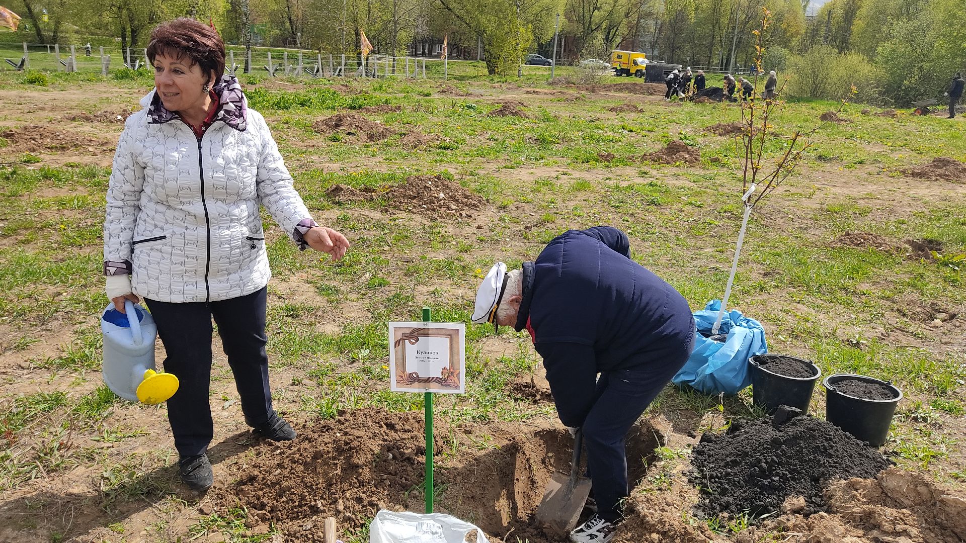 Лобня, дерево, ветеран