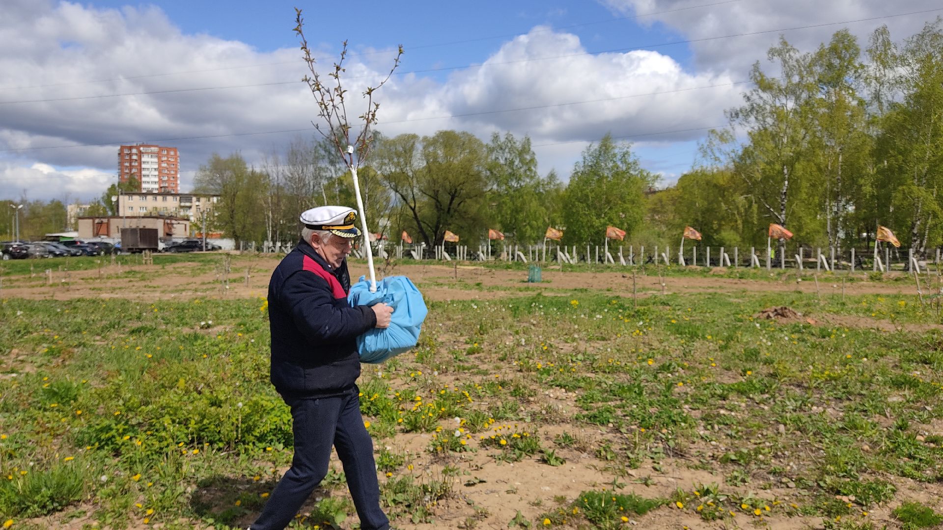 Лобня, дерево, ветеран
