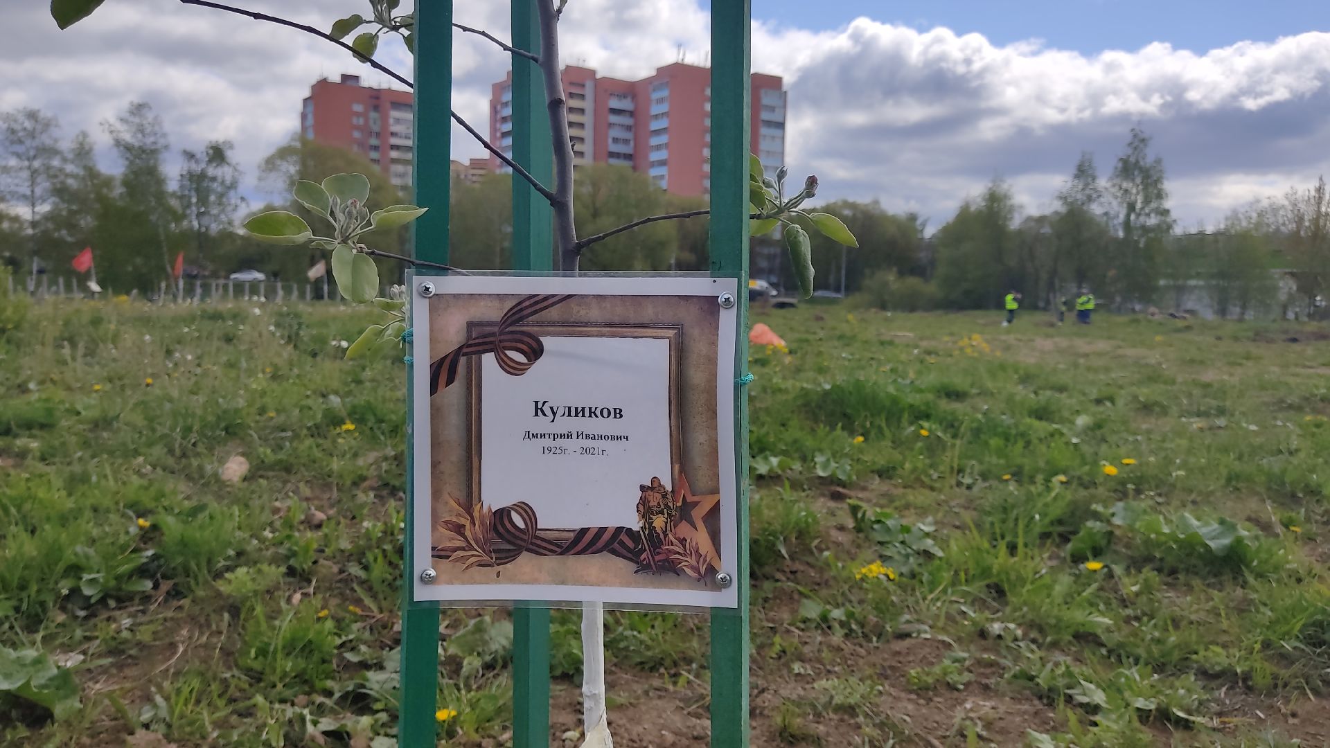 Лобня, дерево, ветеран