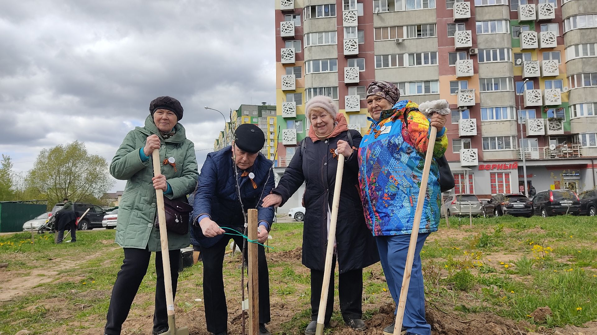 Лобня, дерево, ветеран