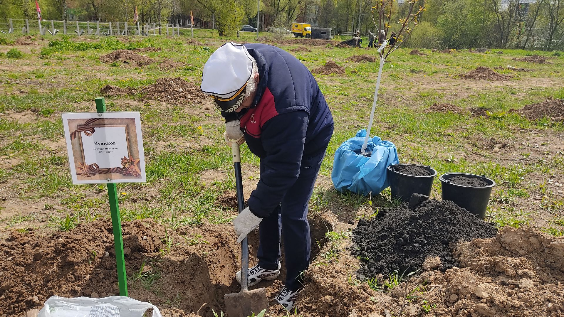 Лобня, дерево, ветеран