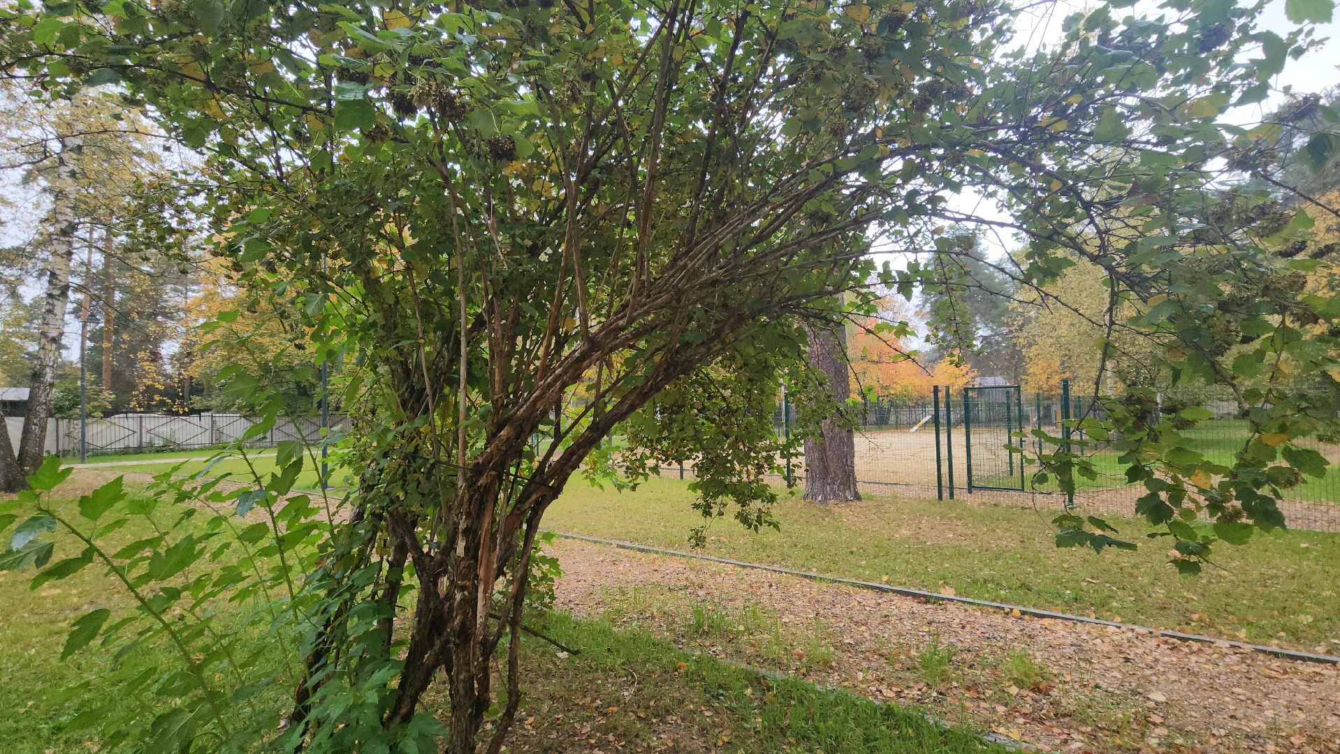 Люберцы, летний парк в малаховке, благоустройство,