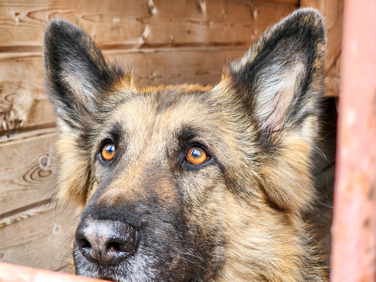 Подольск, Кинолог, Семья, Служебные собаки,День полиции, Служба в полиции,