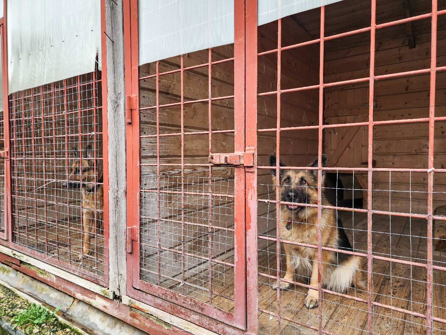 Подольск, Кинолог, Семья, Служебные собаки,День полиции, Служба в полиции,