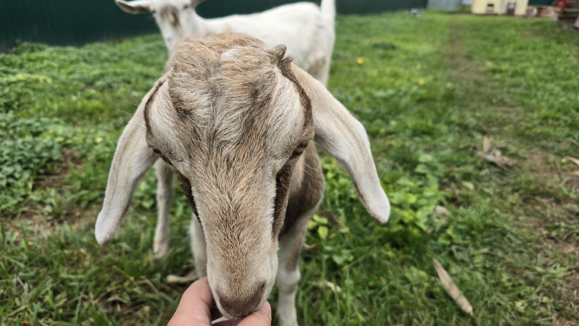 Коломна , фермерское хозяйство,