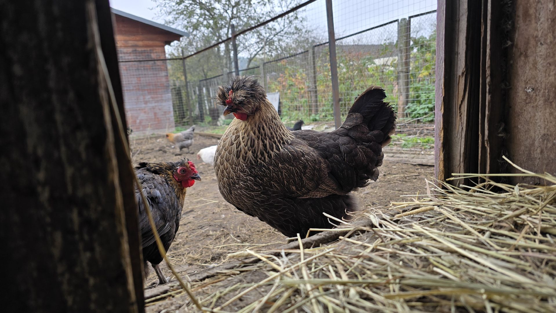 Коломна , фермерское хозяйство,