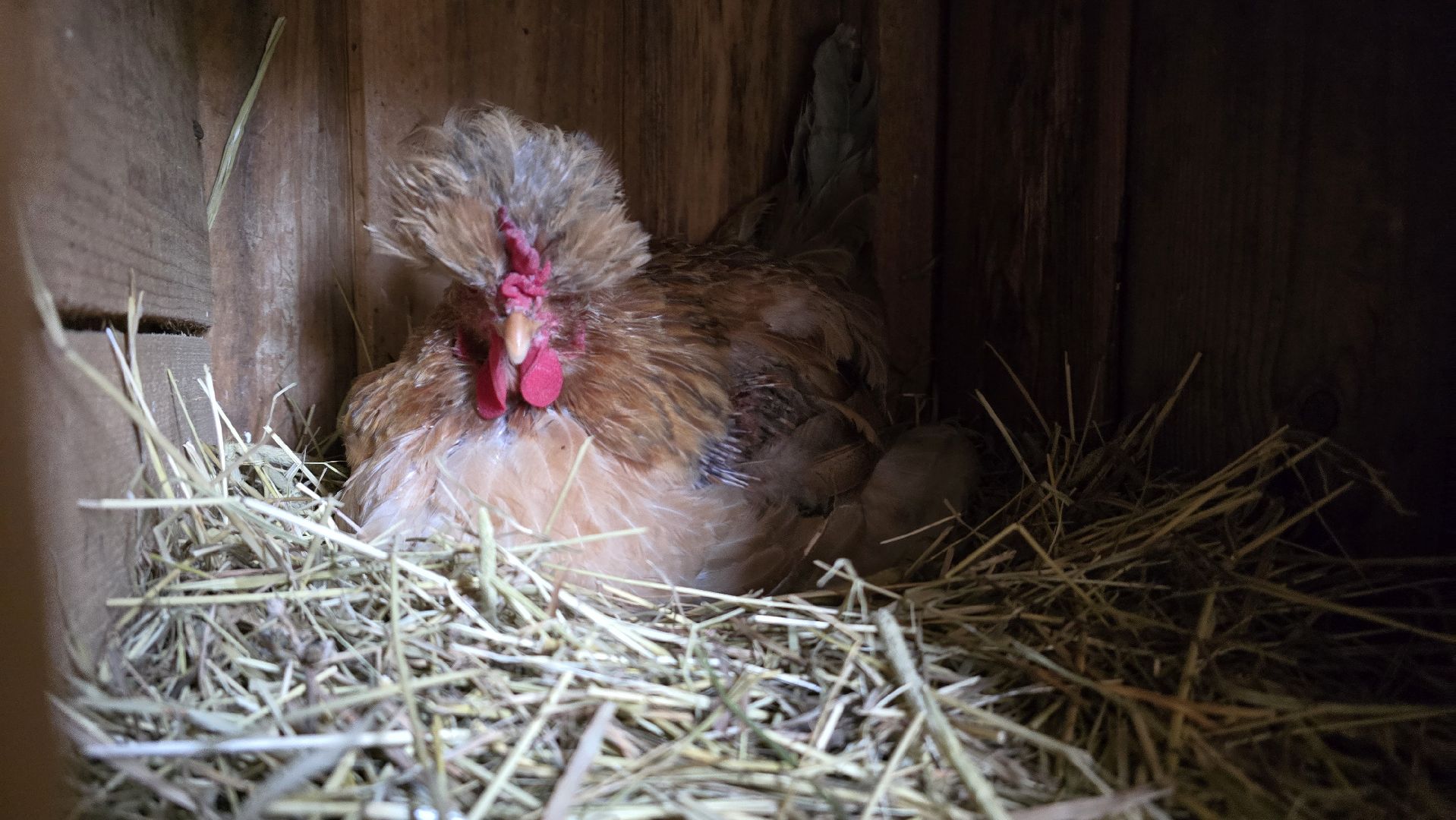 Коломна , фермерское хозяйство,