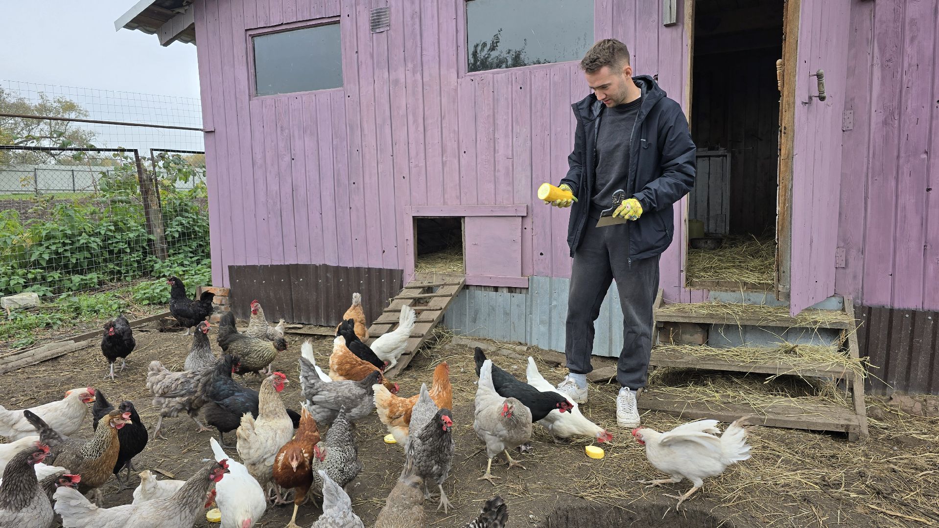 Коломна , фермерское хозяйство,