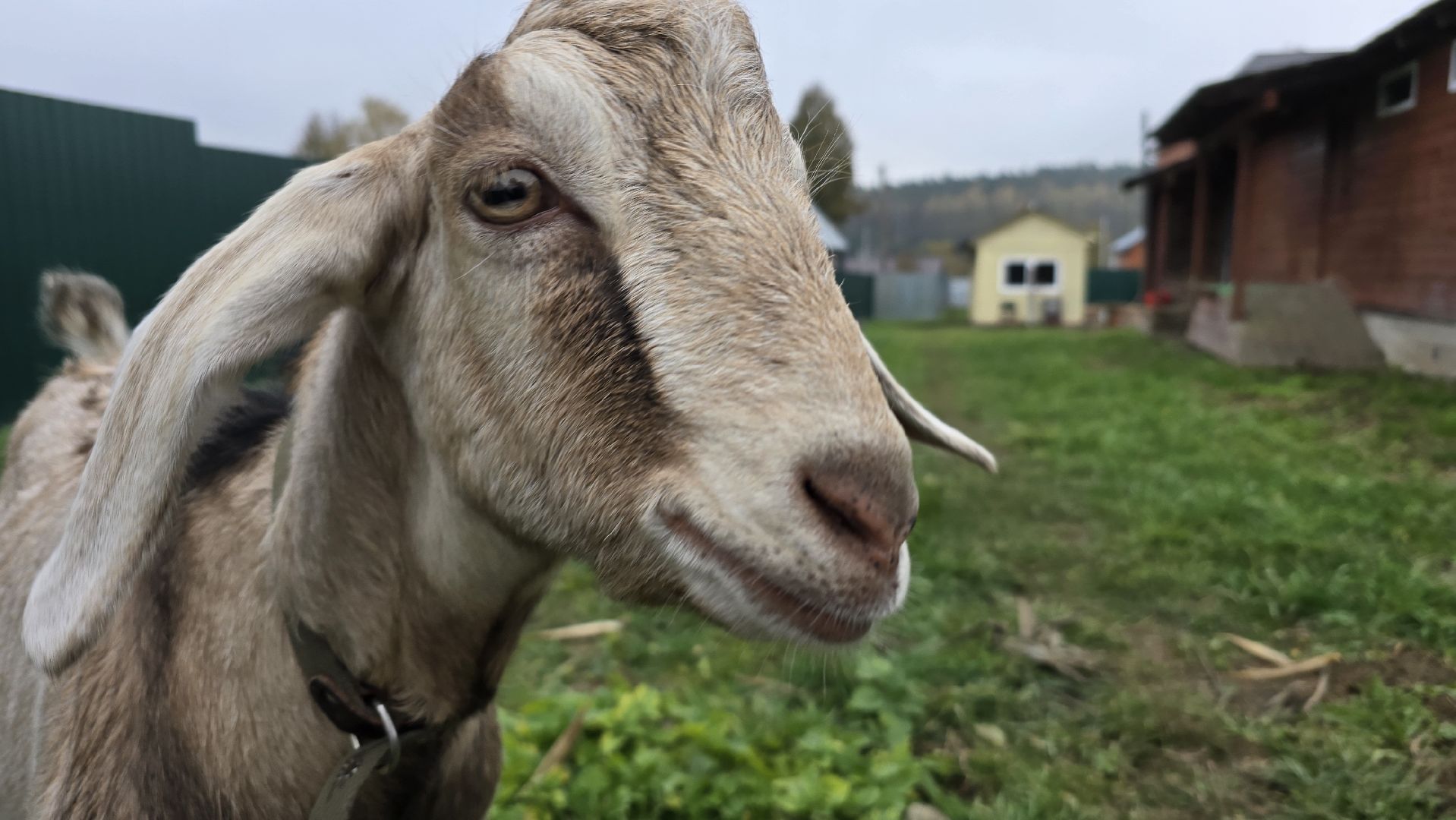 Коломна , фермерское хозяйство,