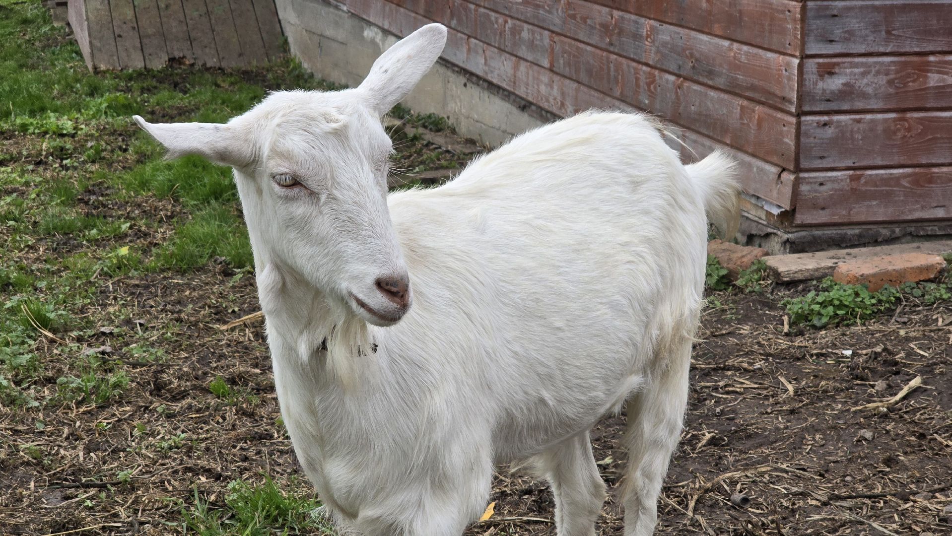 Коломна , фермерское хозяйство,