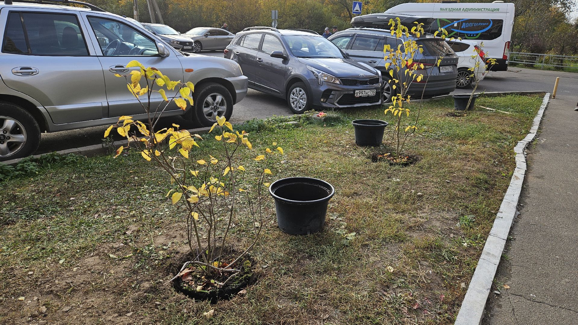 долгопрудный, благоустройство, сирень, акция посади дерево,