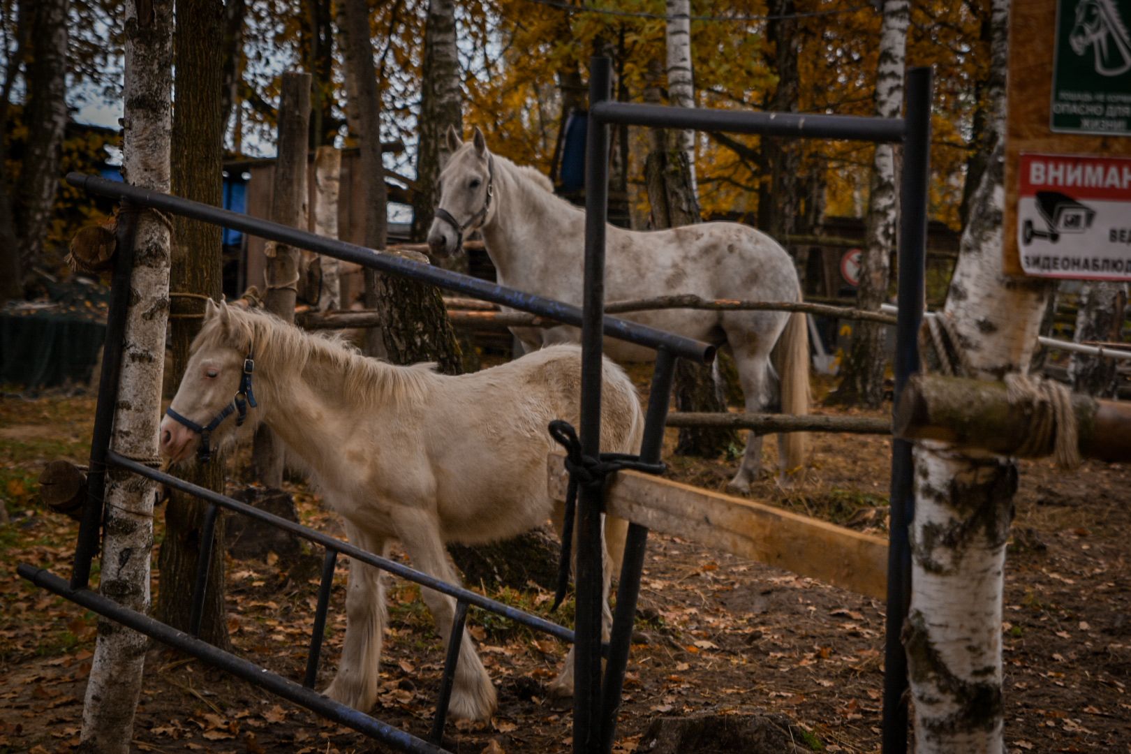 база отдыха, конный клуб, отдых под бронницами, отдых на свежем воздухе, рыбалка, джиппинг,