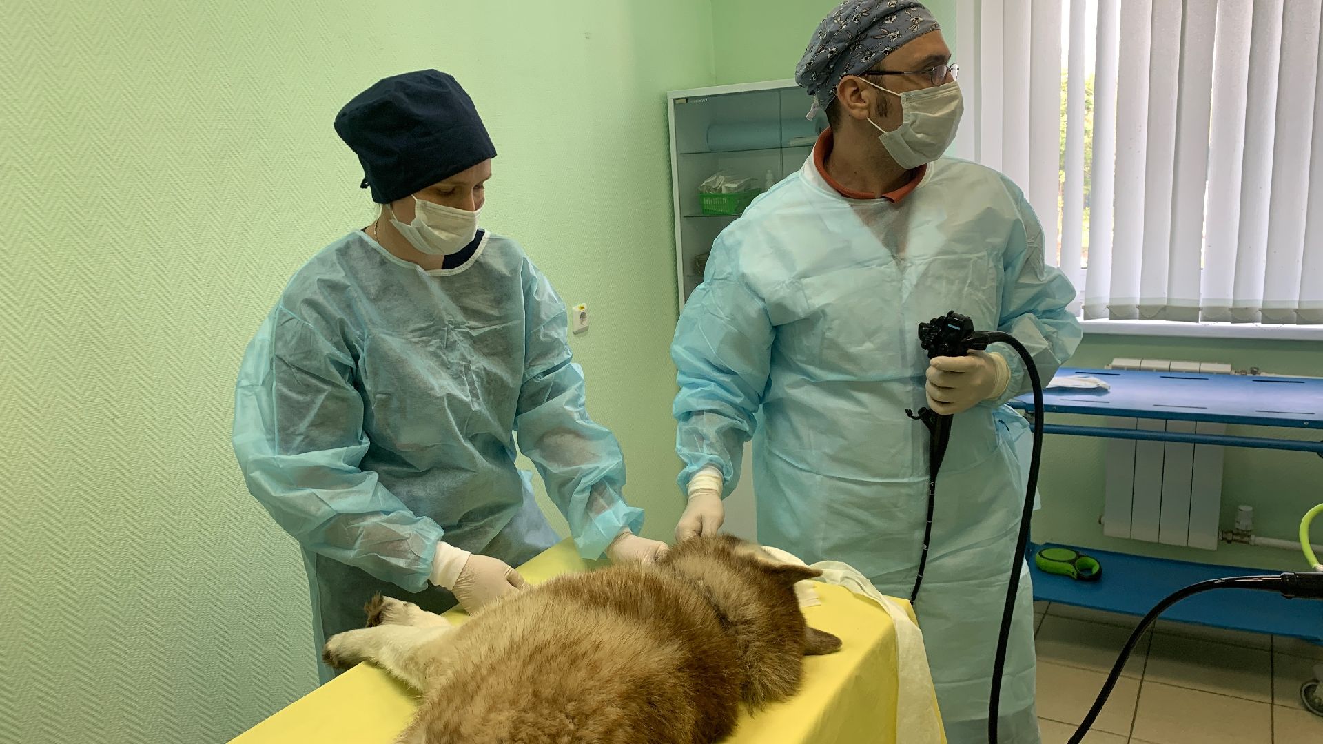 Ступино, медицина, ветеринарная станция