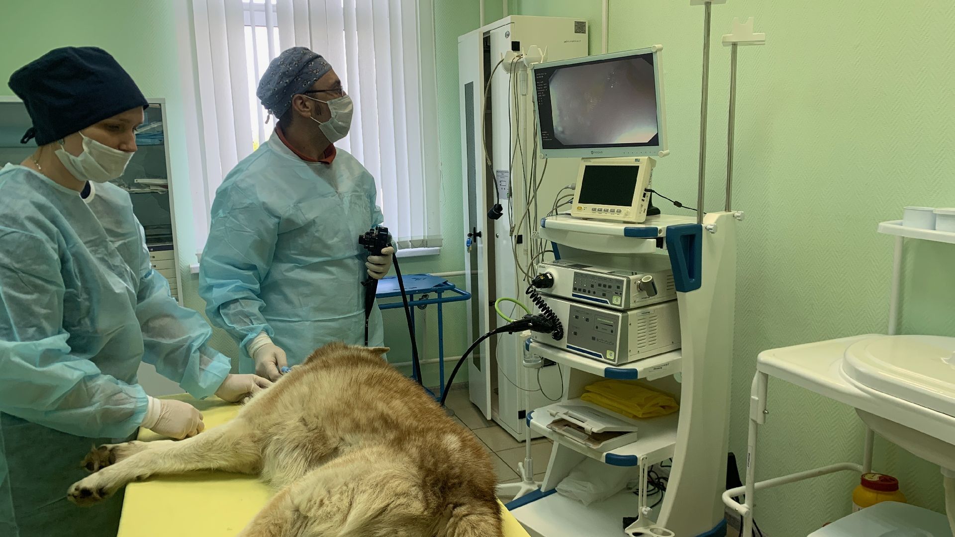 Ступино, медицина, ветеринарная станция