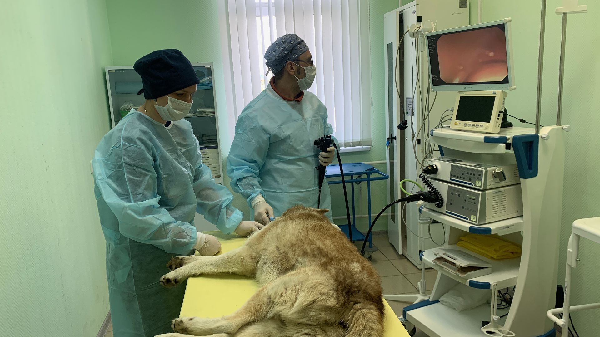 Ступино, медицина, ветеринарная станция