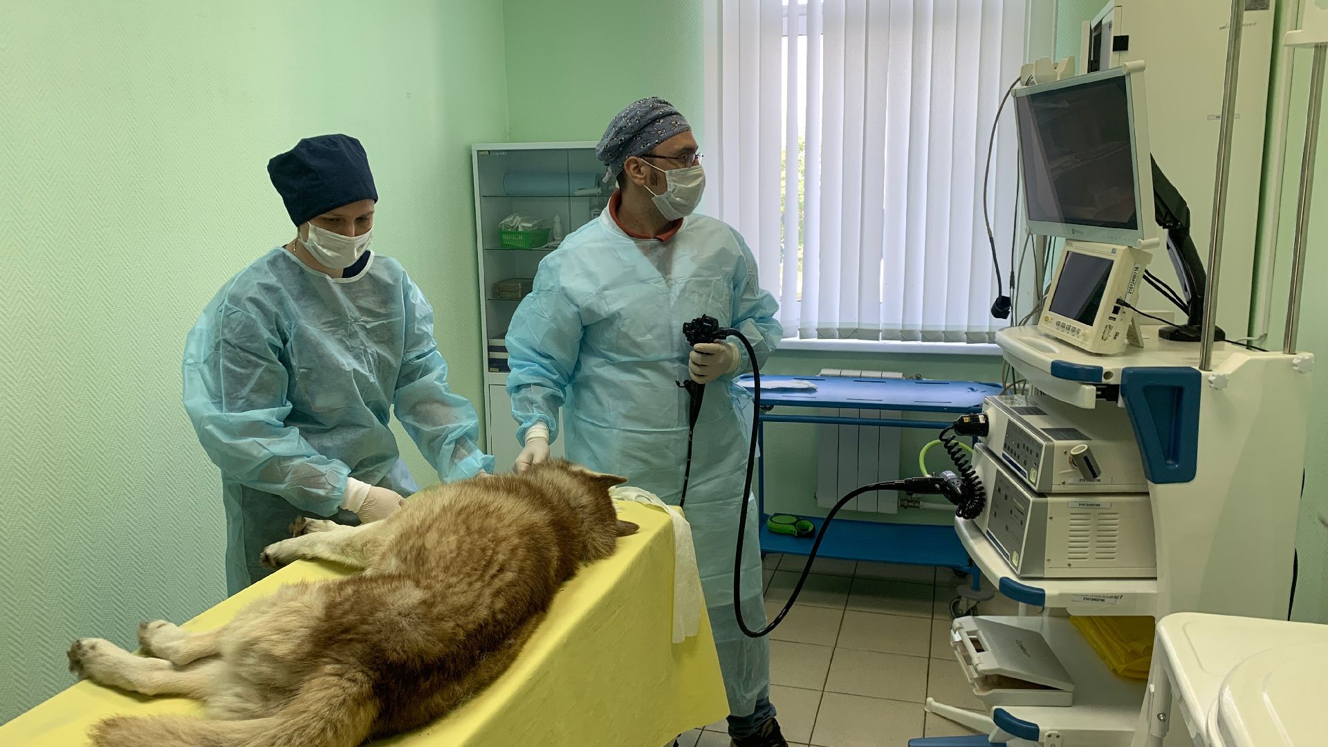 Ступино, медицина, ветеринарная станция