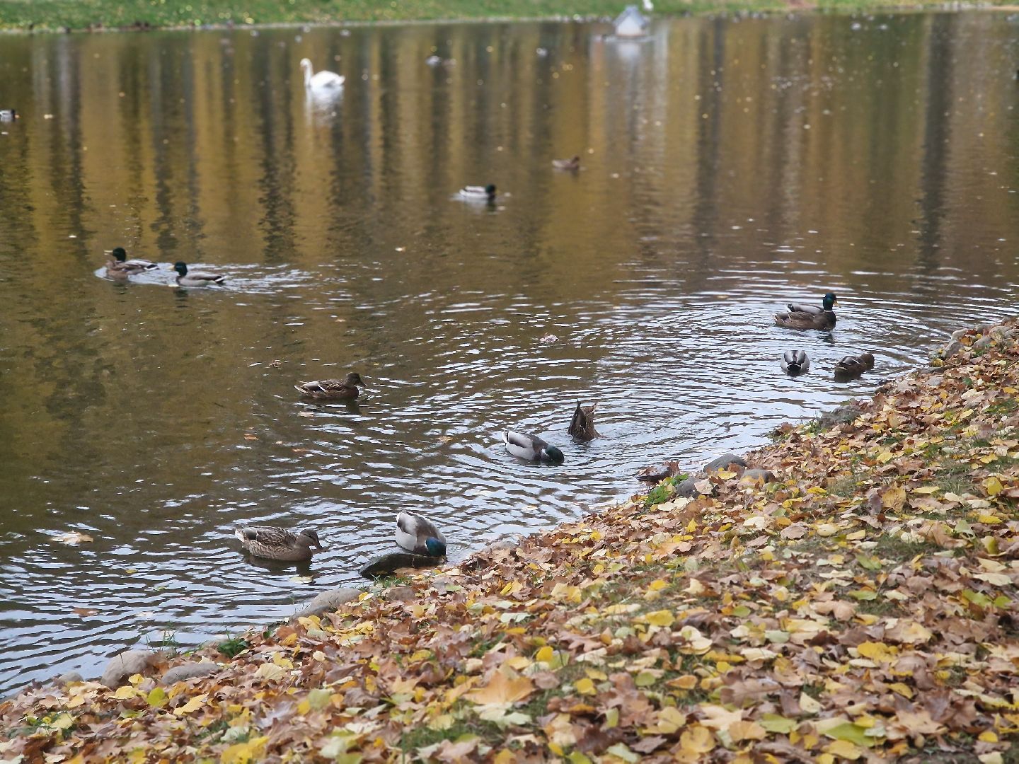 воскресенск, кривякино,