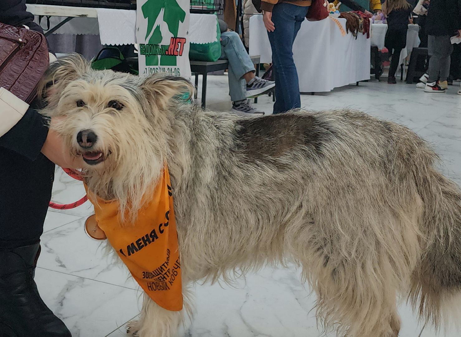наро-фоминск, наро-фоминский городской округ, приют для животных, благотворительная акция, возьми друга из приюта,