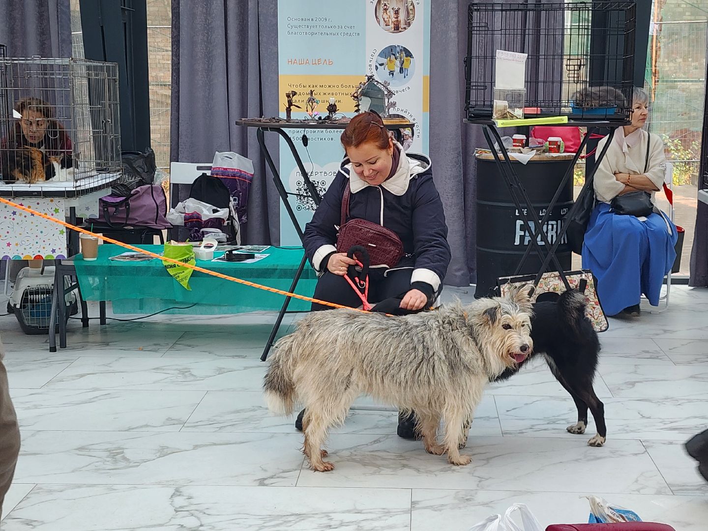 наро-фоминск, наро-фоминский городской округ, приют для животных, благотворительная акция, возьми друга из приюта,