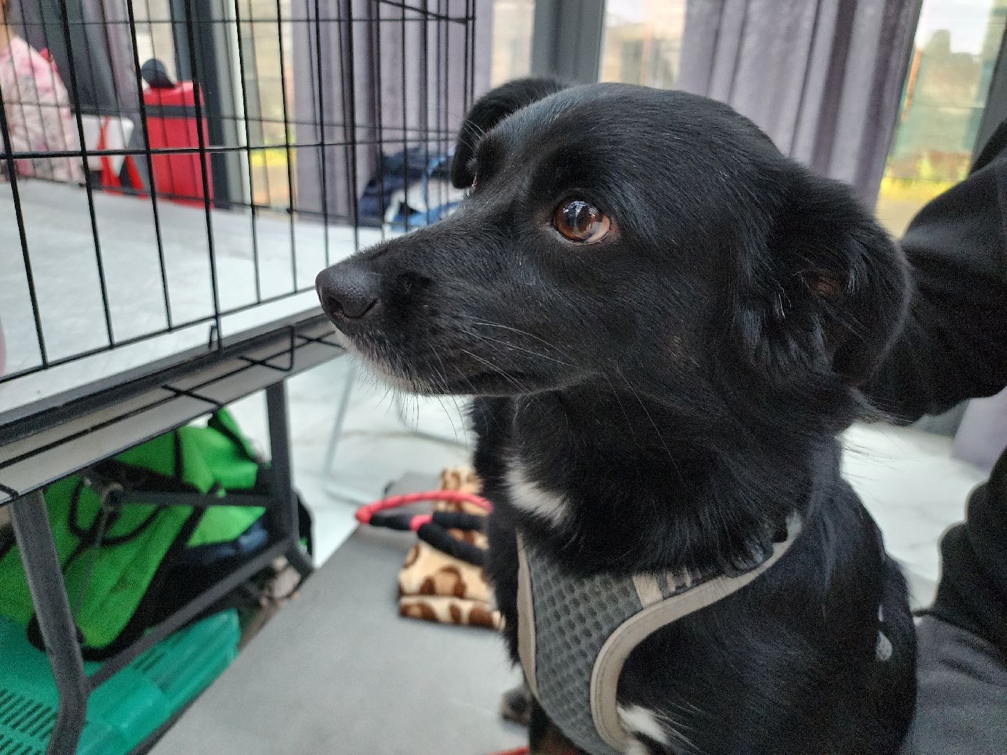 наро-фоминск, наро-фоминский городской округ, приют для животных, благотворительная акция, возьми друга из приюта,