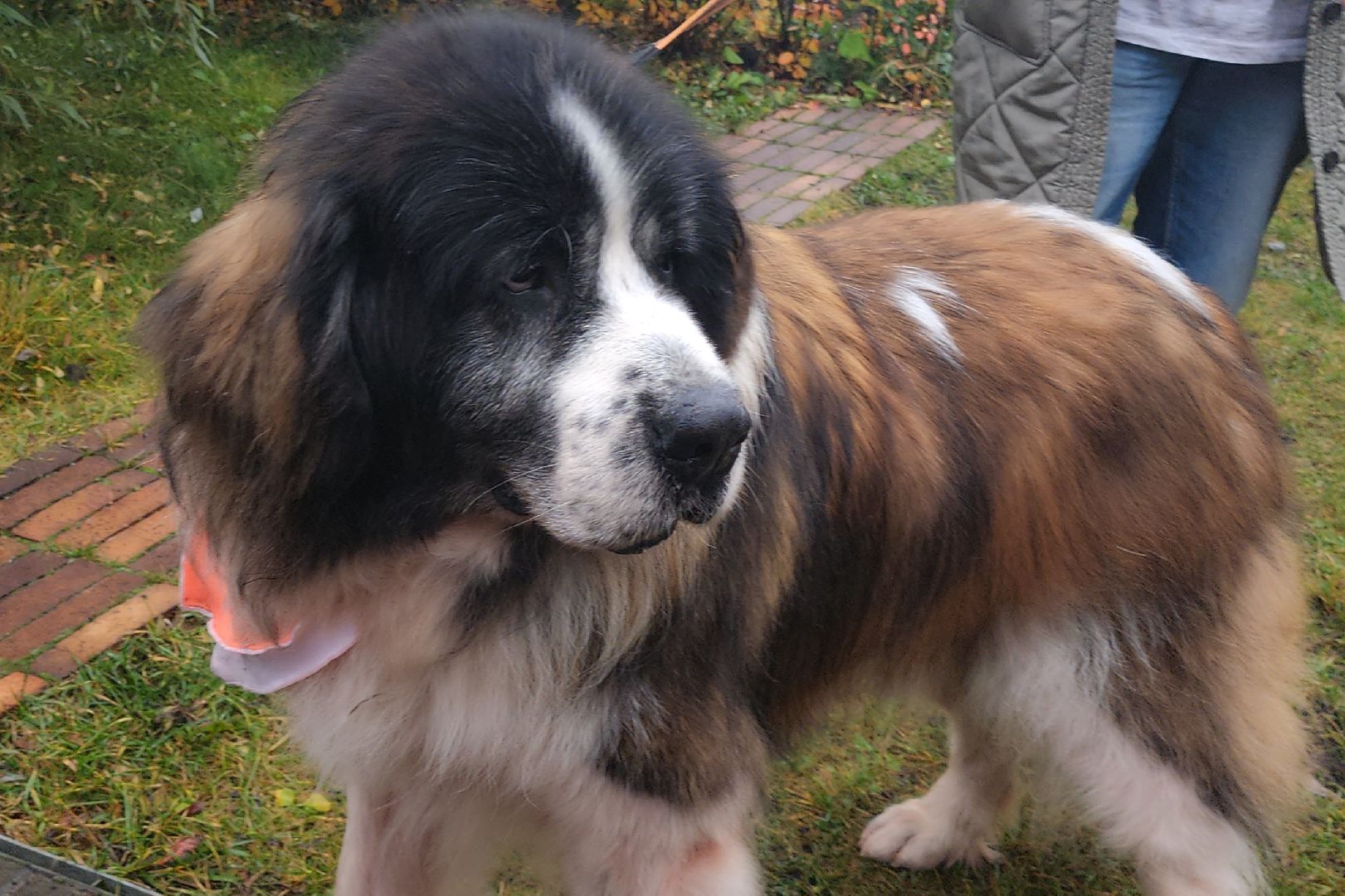 наро-фоминск, наро-фоминский городской округ, приют для животных, благотворительная акция, возьми друга из приюта,