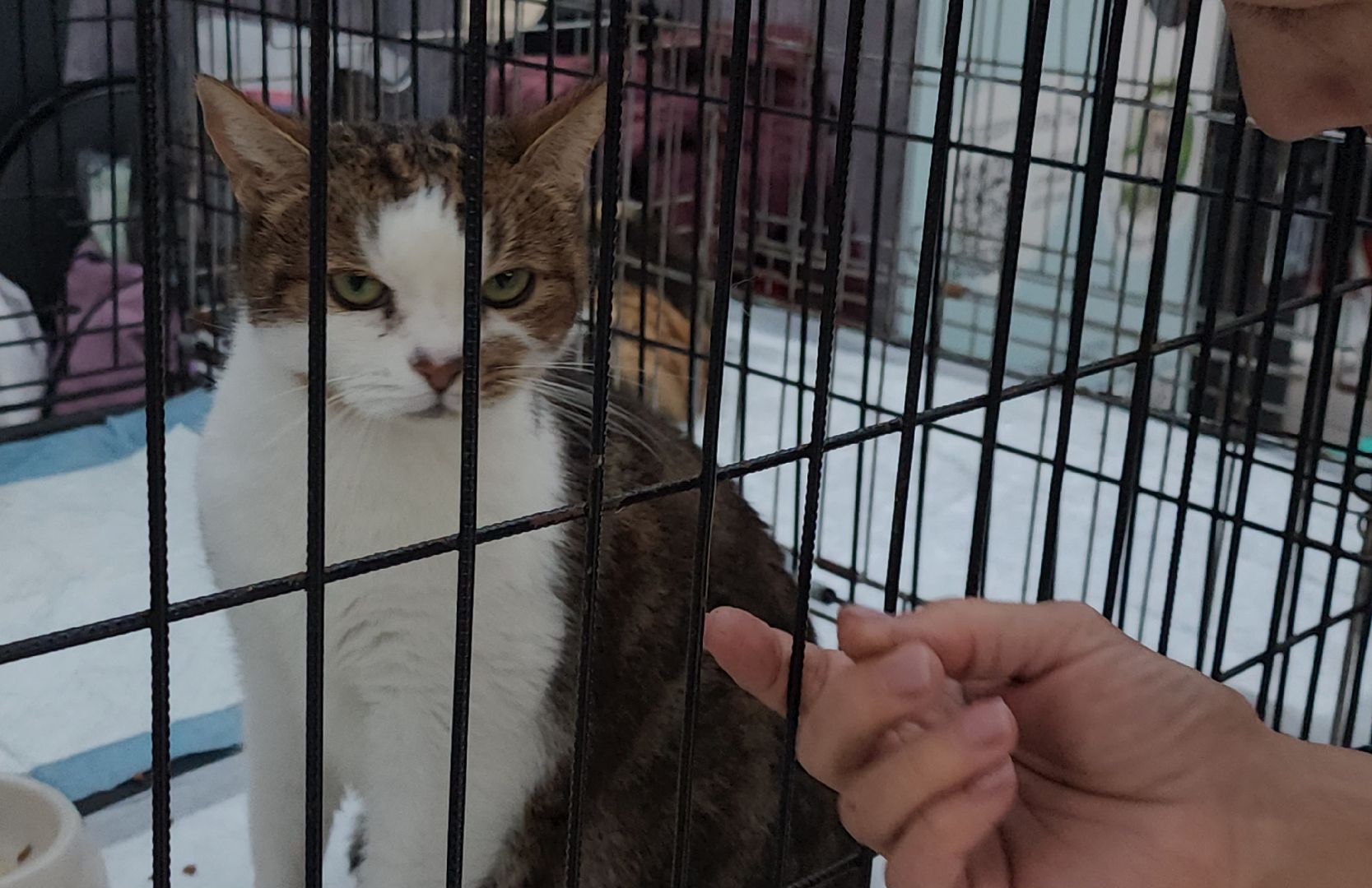 наро-фоминск, наро-фоминский городской округ, приют для животных, благотворительная акция, возьми друга из приюта,