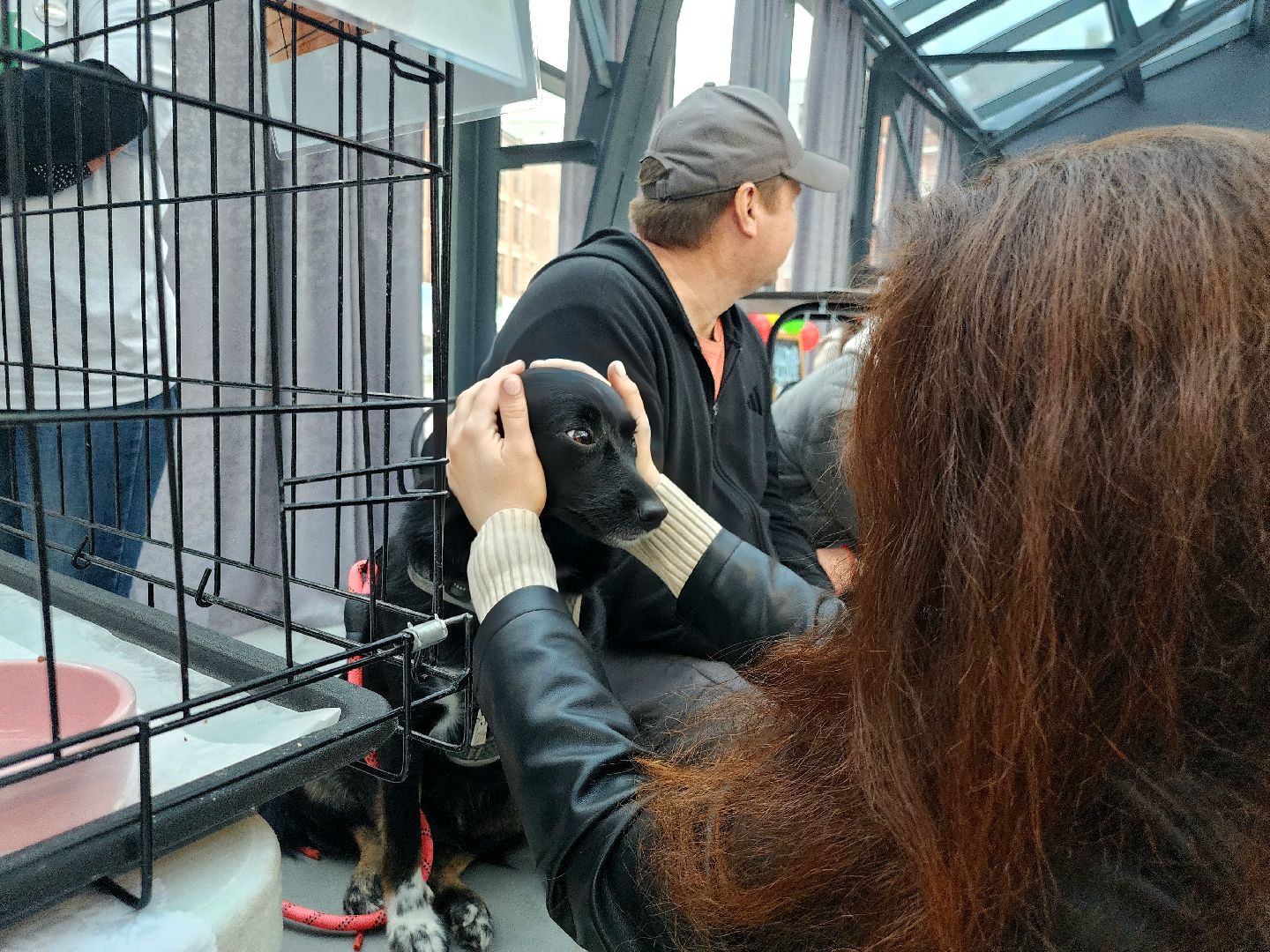 наро-фоминск, наро-фоминский городской округ, приют для животных, благотворительная акция, возьми друга из приюта,