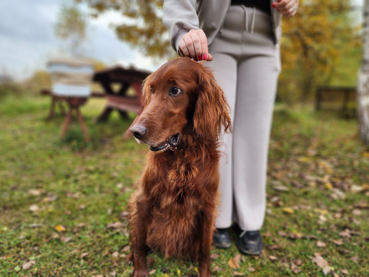 сергиев посад, из первых лап, волонтеры,передача корма, корм для кошек, корм для собак,лекарства для животных, кошкин дом, филя, приют для бездомных животных,