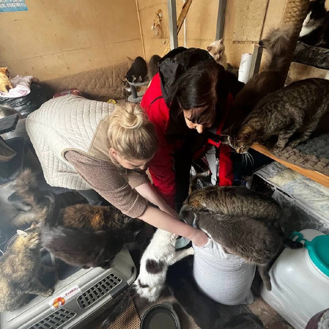 сергиев посад, из первых лап, волонтеры,передача корма, корм для кошек, корм для собак,лекарства для животных, кошкин дом, филя, приют для бездомных животных,