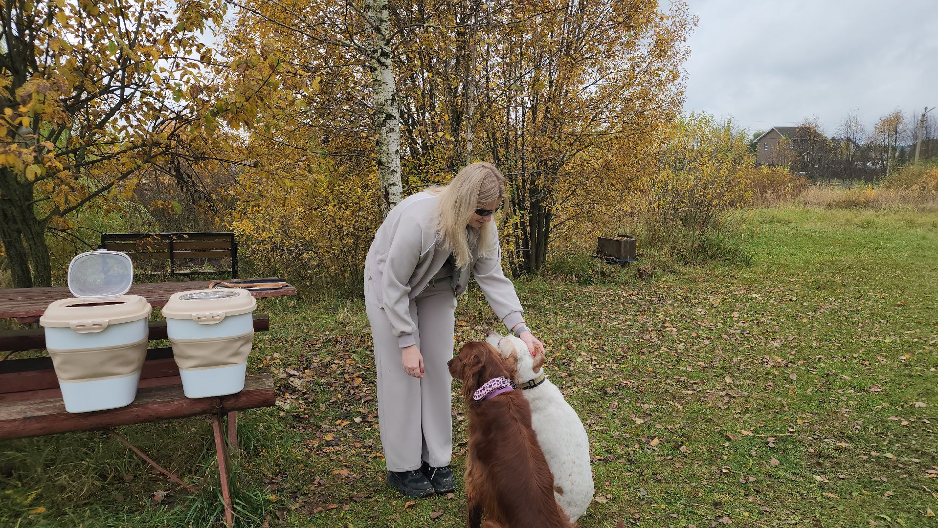 сергиев посад, из первых лап, волонтеры,передача корма, корм для кошек, корм для собак,лекарства для животных, кошкин дом, филя, приют для бездомных животных,