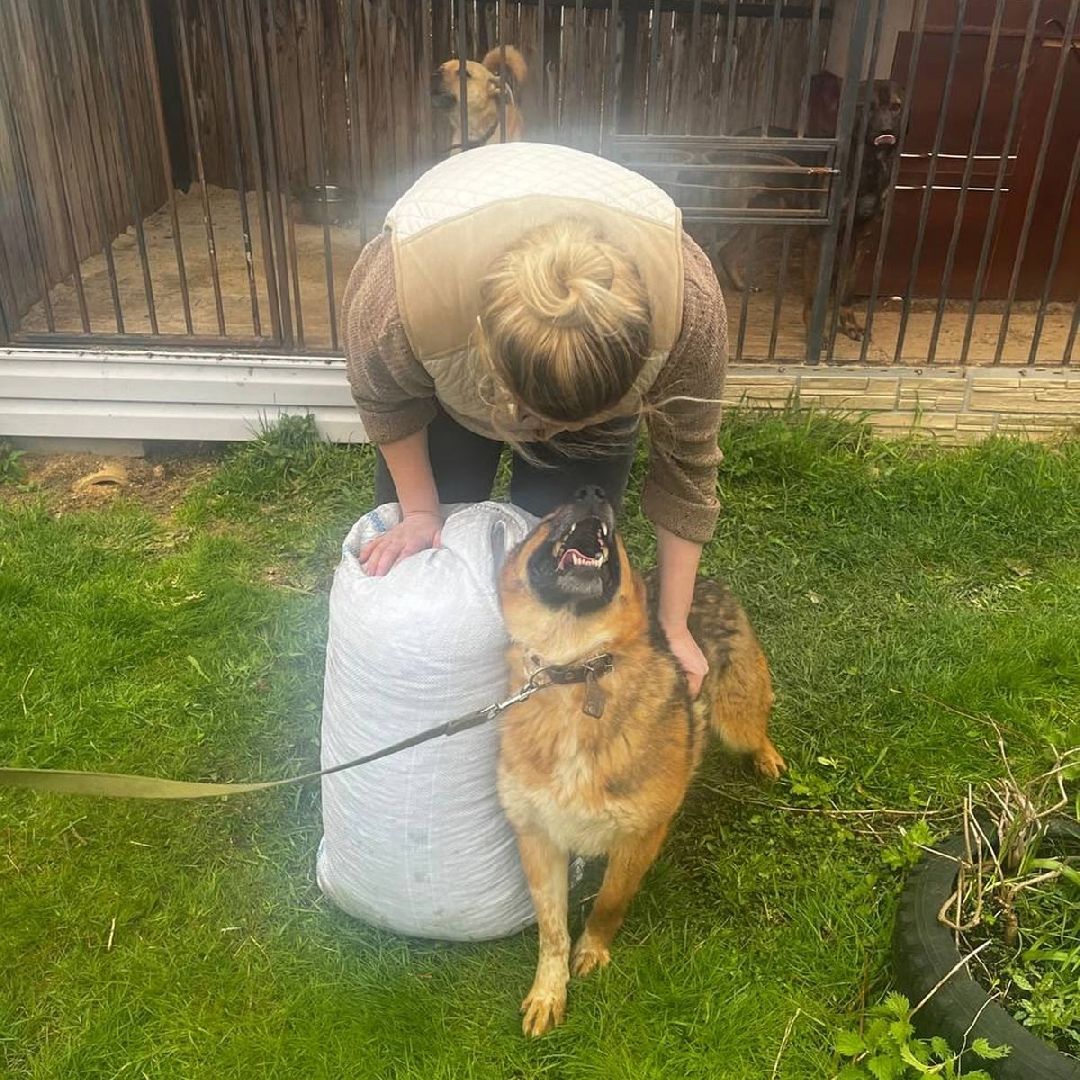 сергиев посад, из первых лап, волонтеры,передача корма, корм для кошек, корм для собак,лекарства для животных, кошкин дом, филя, приют для бездомных животных,