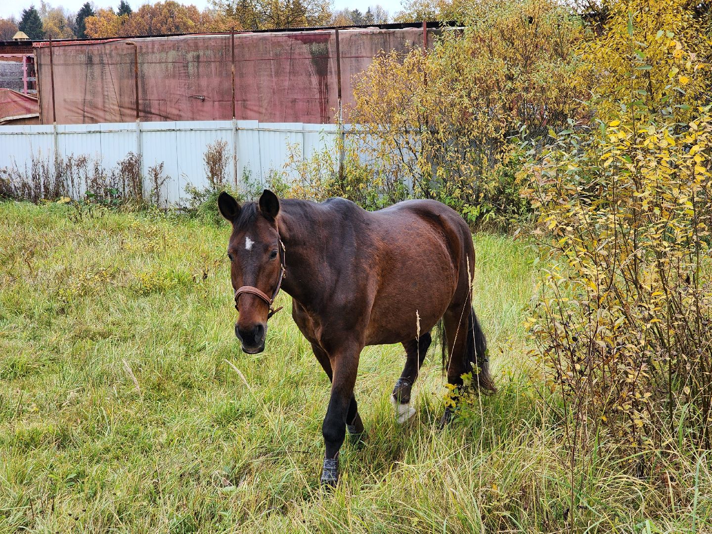 сергиев посад, из первых лап, волонтеры,передача корма, корм для кошек, корм для собак,лекарства для животных, кошкин дом, филя, приют для бездомных животных,
