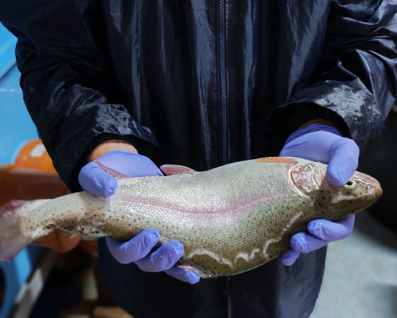 шатура, шатура экономика, шатура сельское хозяйство, форель,