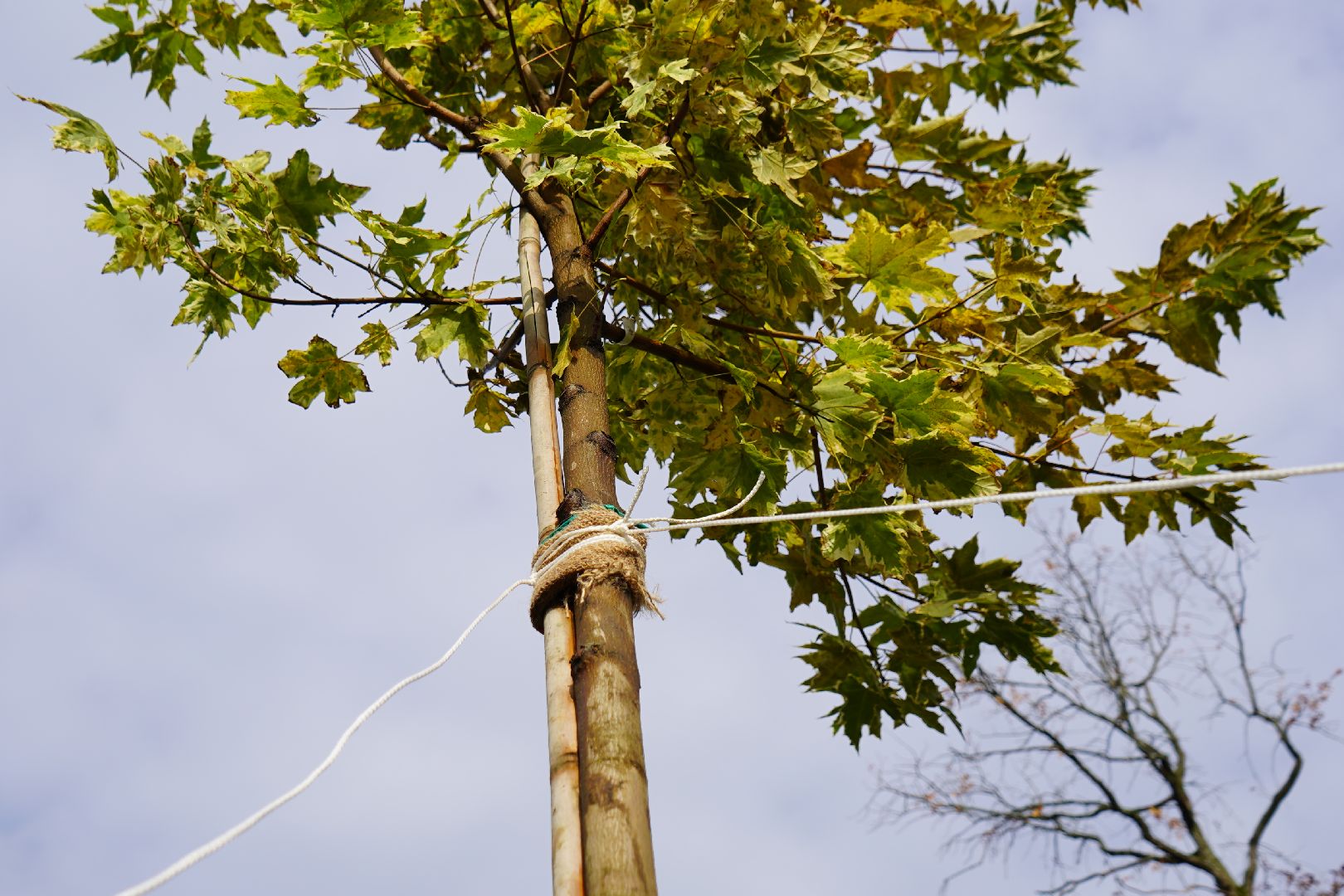 парк Островского, новые деревья, высадка деревьев, остролистные клены,