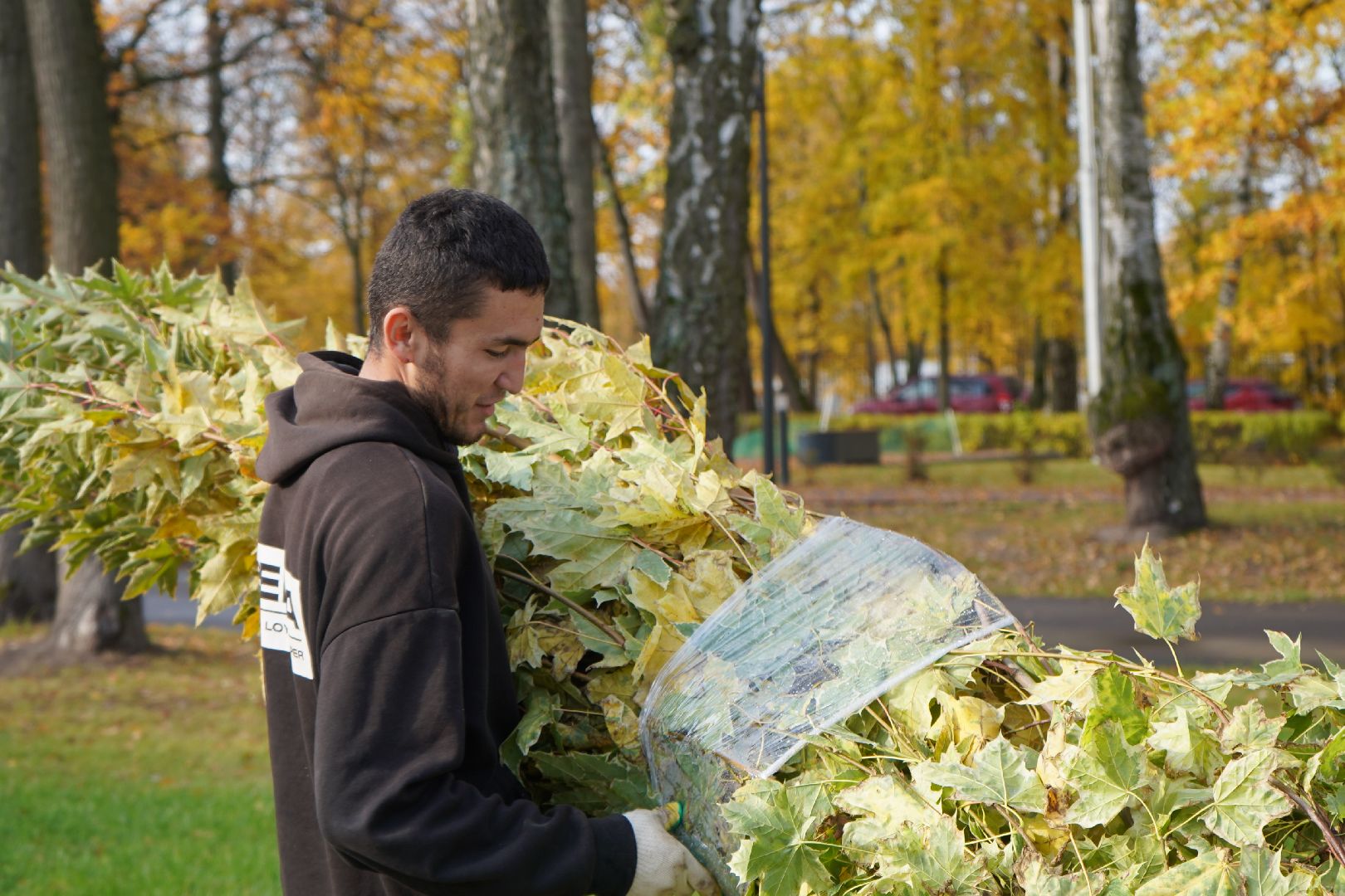 парк Островского, новые деревья, высадка деревьев, остролистные клены,