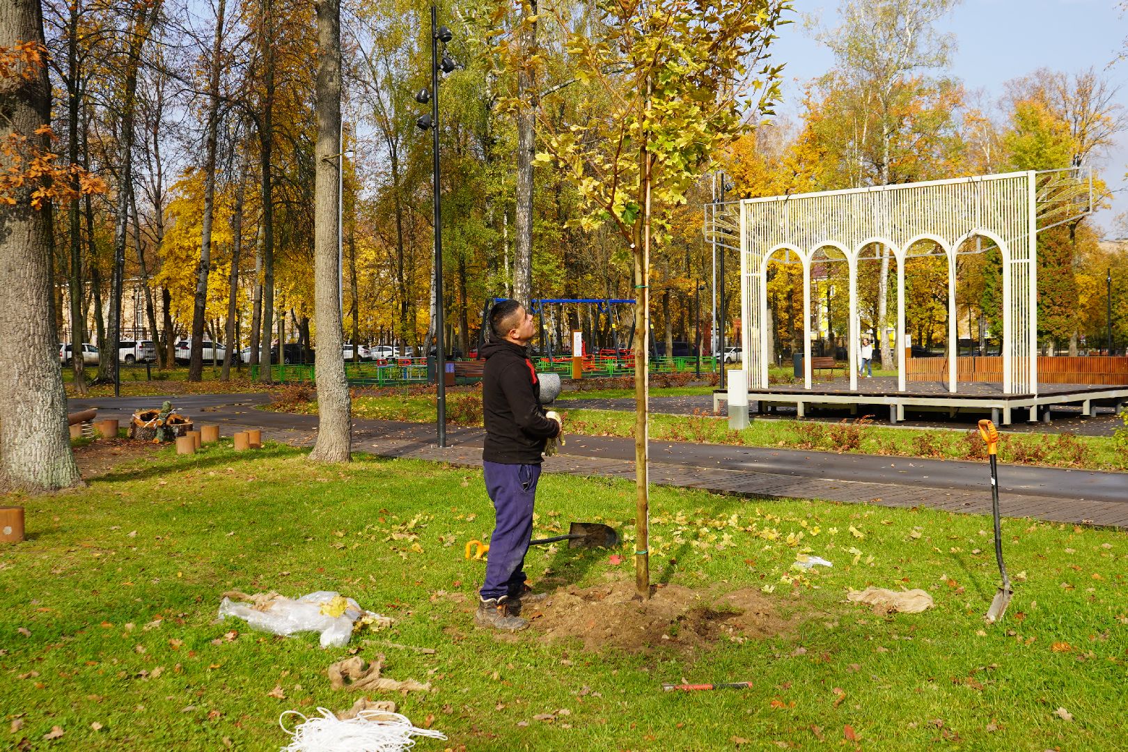парк Островского, новые деревья, высадка деревьев, остролистные клены,