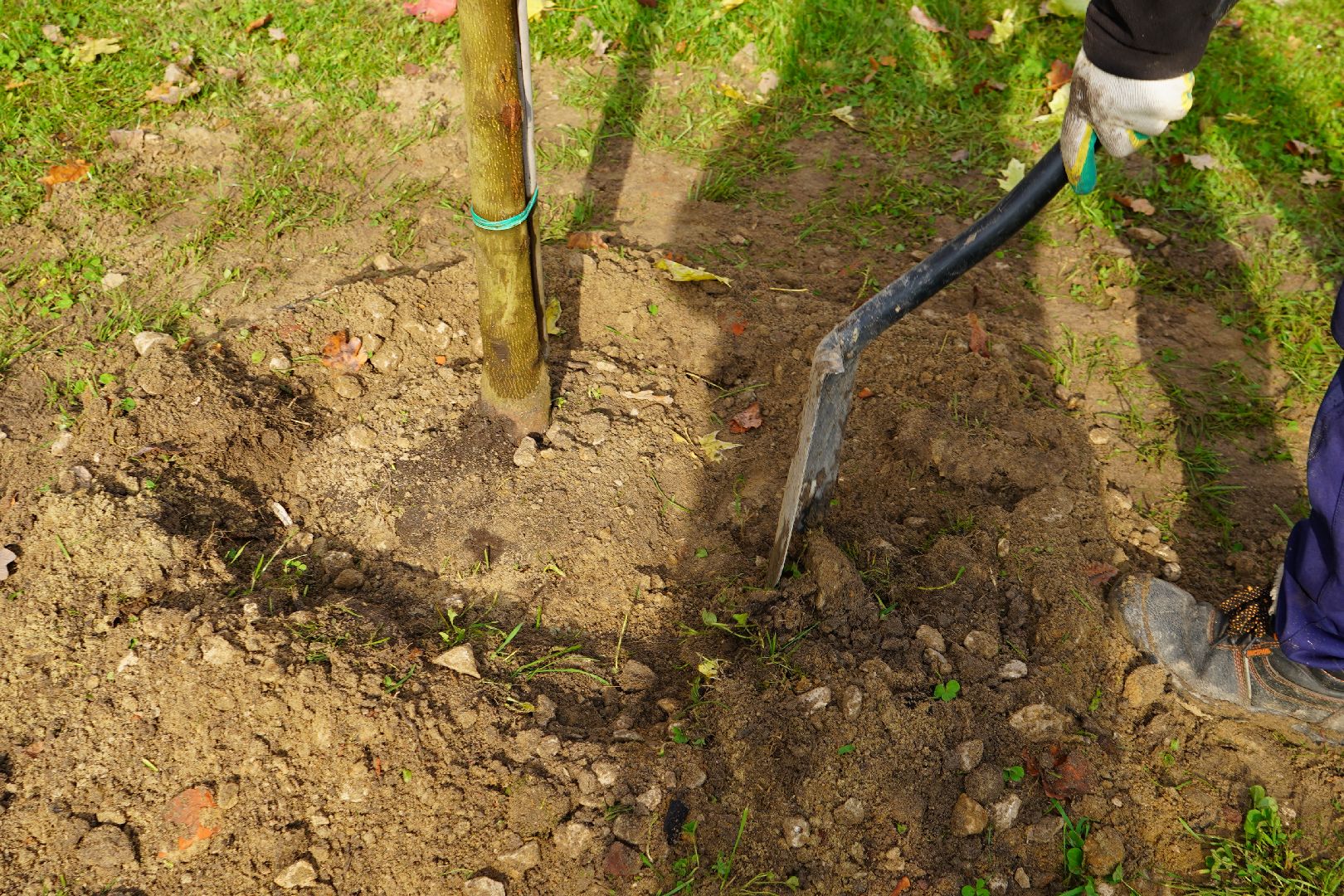 парк Островского, новые деревья, высадка деревьев, остролистные клены,