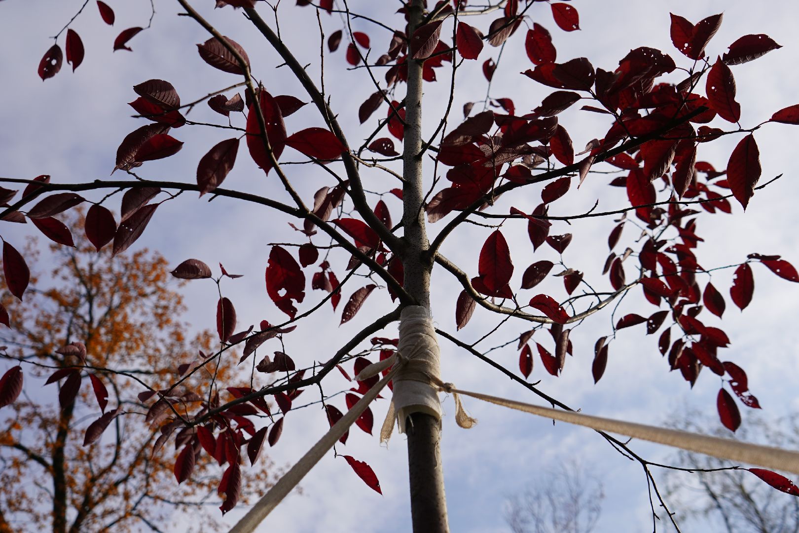 парк Островского, новые деревья, высадка деревьев, остролистные клены,