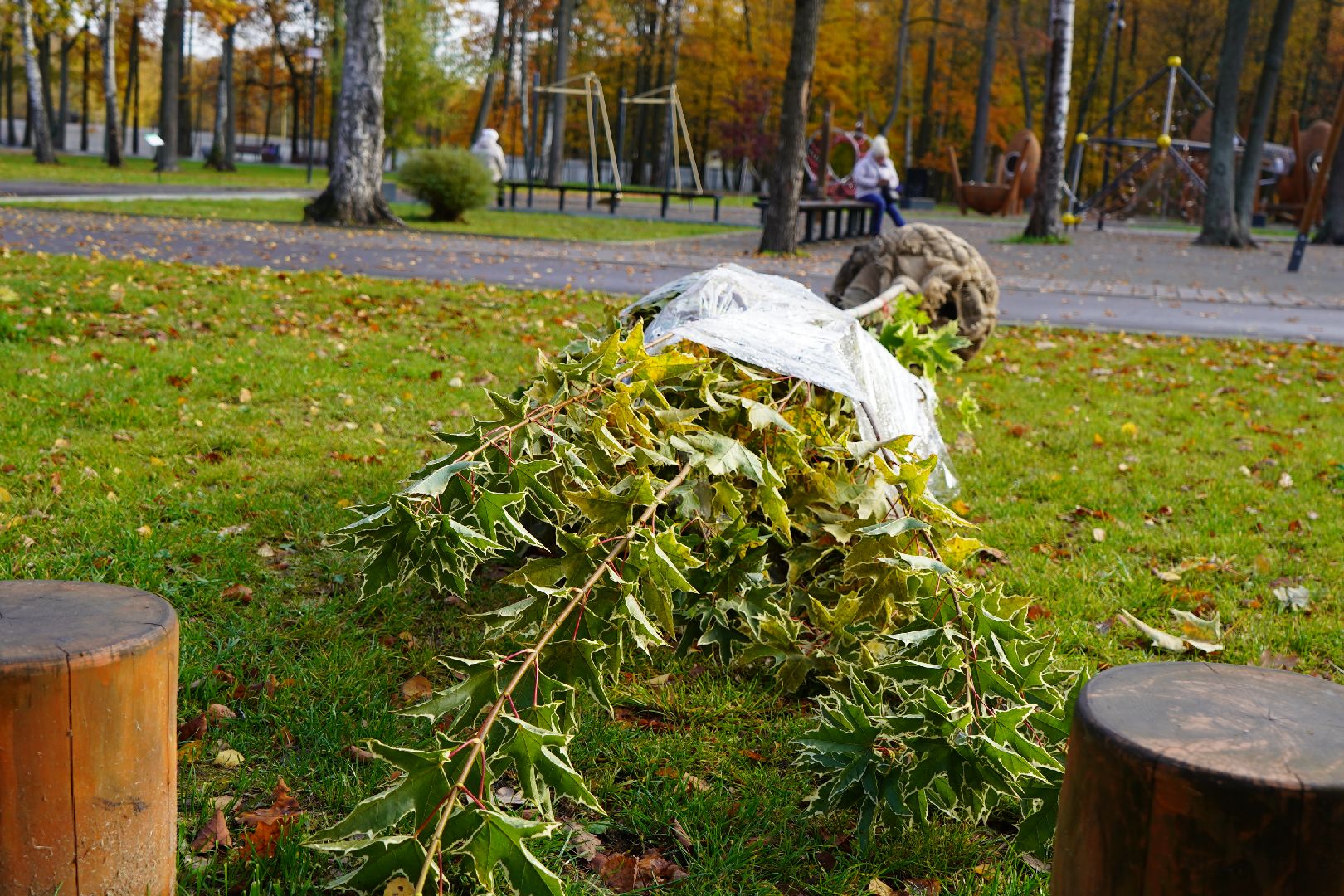 парк Островского, новые деревья, высадка деревьев, остролистные клены,